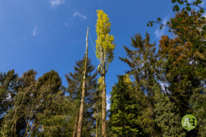 picture of trees with tree surgeon climbing