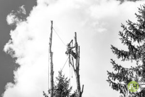 black and white picture of tree surgeon climbing tree