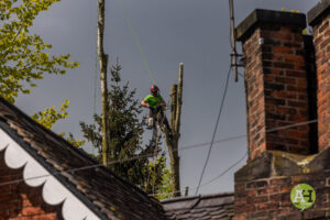 picture of tree surgeon climbing a tree