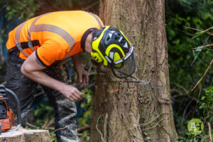 picture of tree surgeon checking a tree