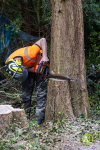 picture of tree surgeon checking the cut of a tree