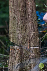 picture of sawn tree