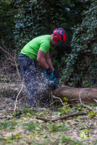 picture of tree surgeon cutting tree with chainsaw