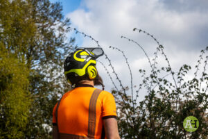 picture of tree surgeon looking at trees