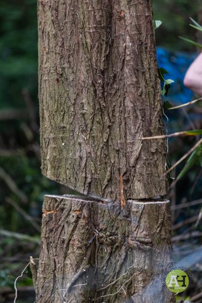 picture of sawn tree